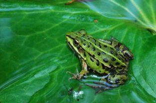 青蛙资料,从水中跃向陆地的进化传奇