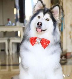 微博网红养的狗,萌宠界的明星风采